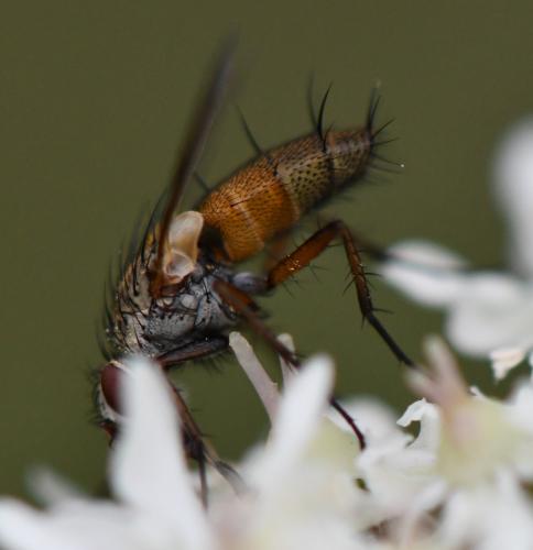 Réf. 267 922 : Solieria sp.